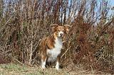 BORDER COLLIE 033